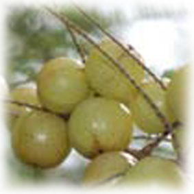 Трифала экстракт (сухой), 10г